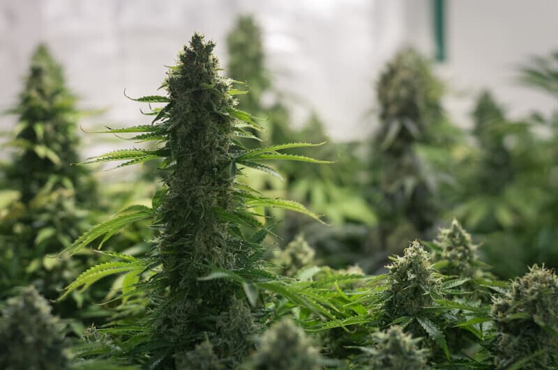 Cannabis seeds in Texas 