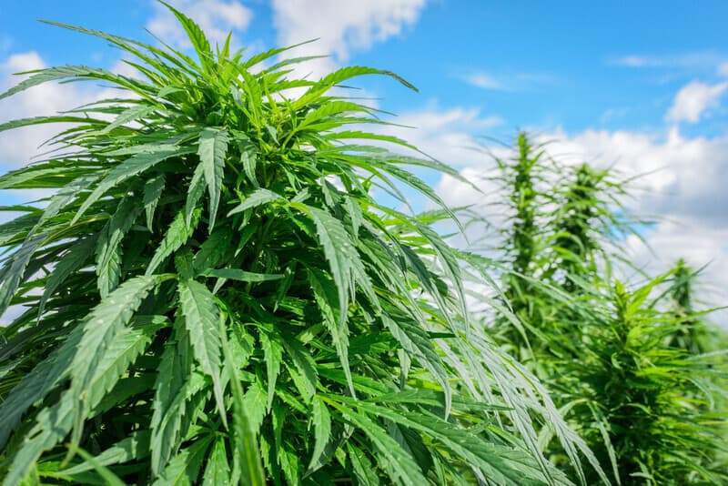 Cannabis seeds in Michigan