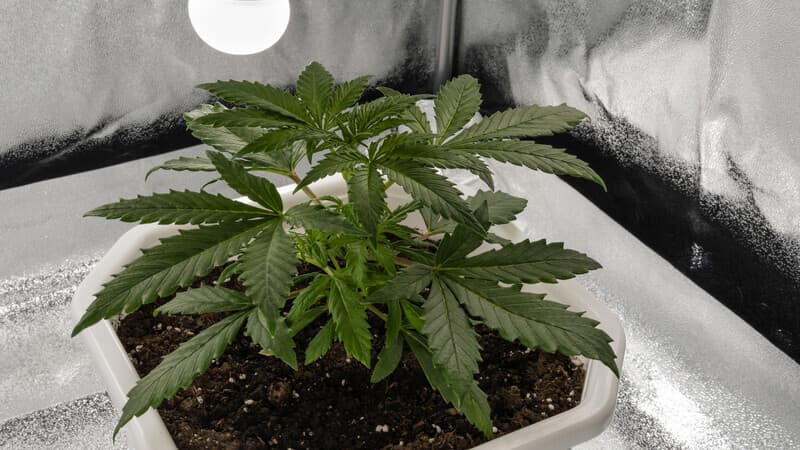 Marijuana seeds in Florida