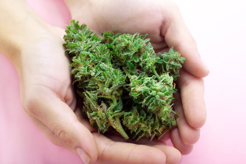 best strains to grow in Nevada