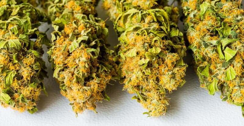 best strains to grow in Georgia