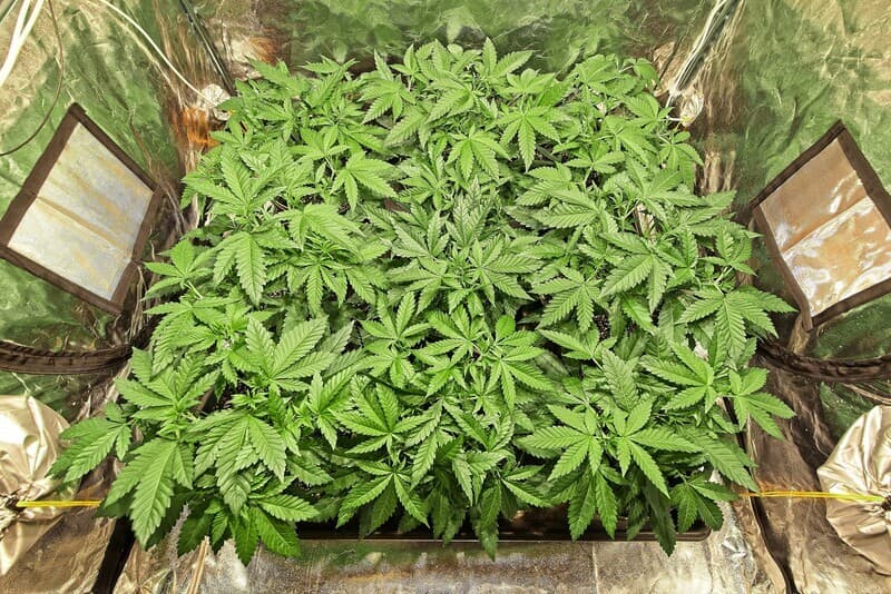 Cannabis Seeds in Connecticut