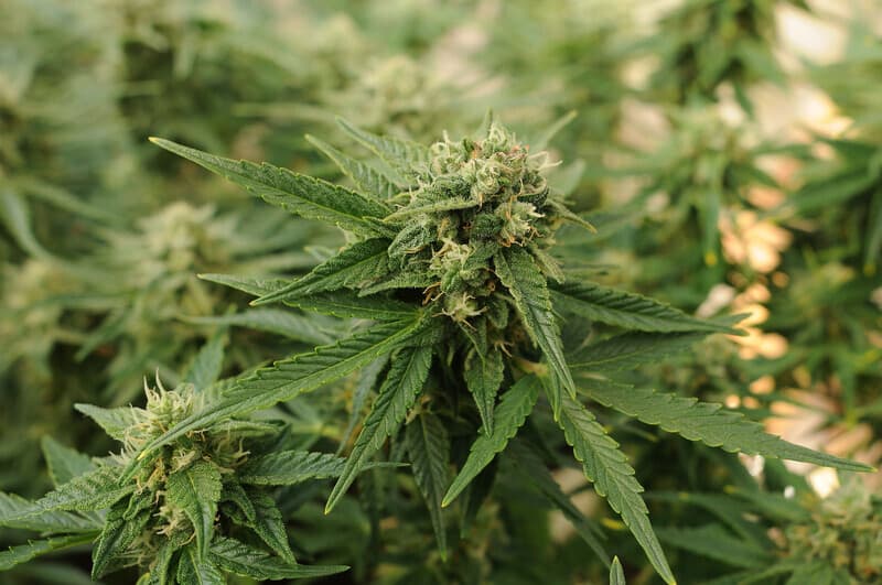 best strains to grow in New York