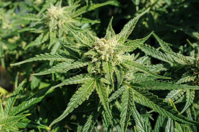 best strains to grow in Michigan