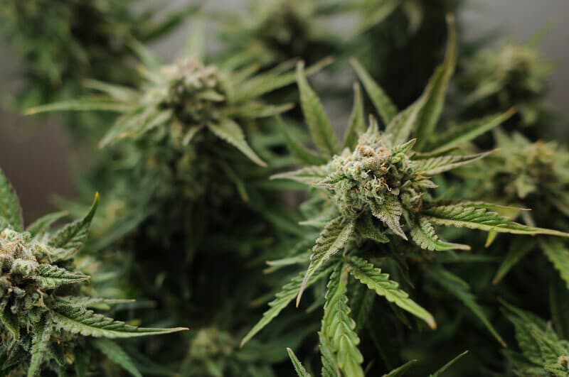 best strains to grow in Florida