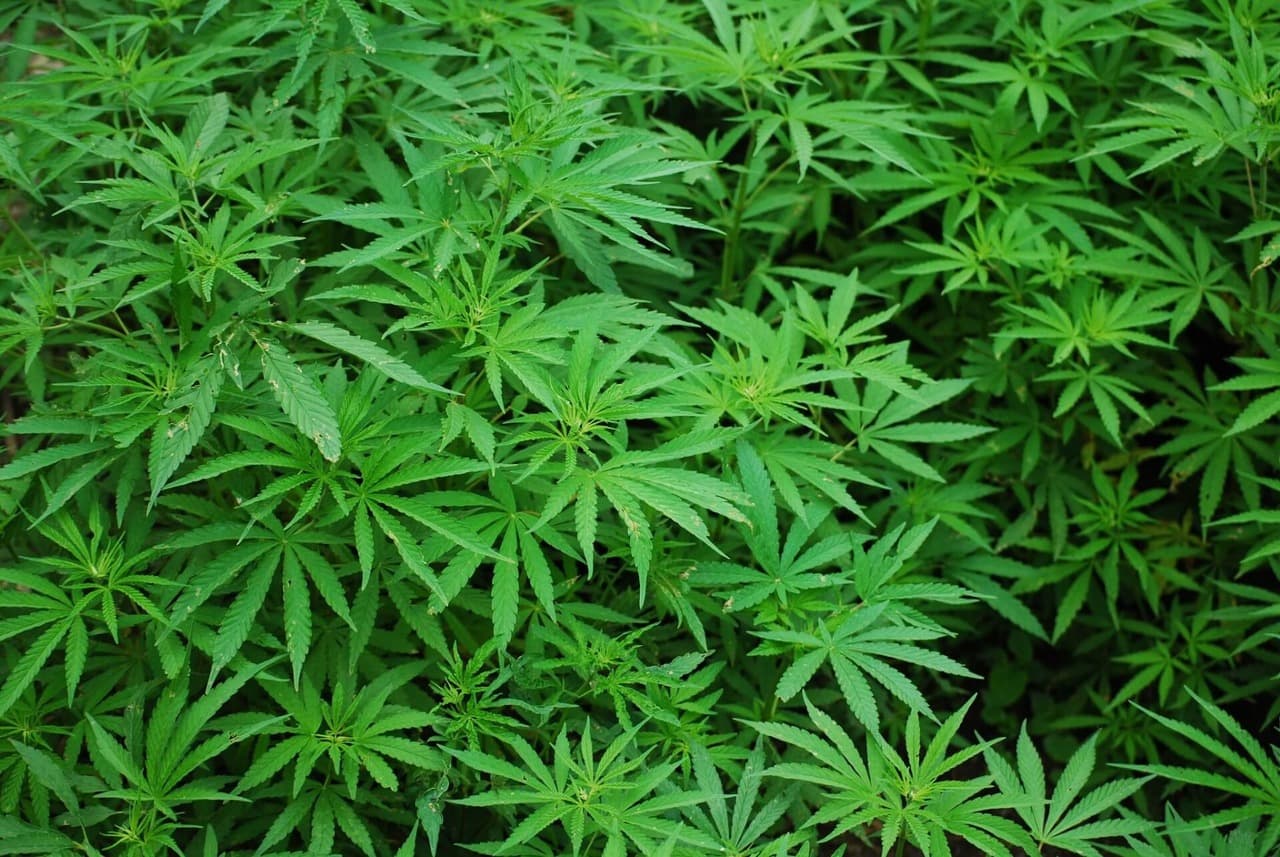 High Yield Seeds
