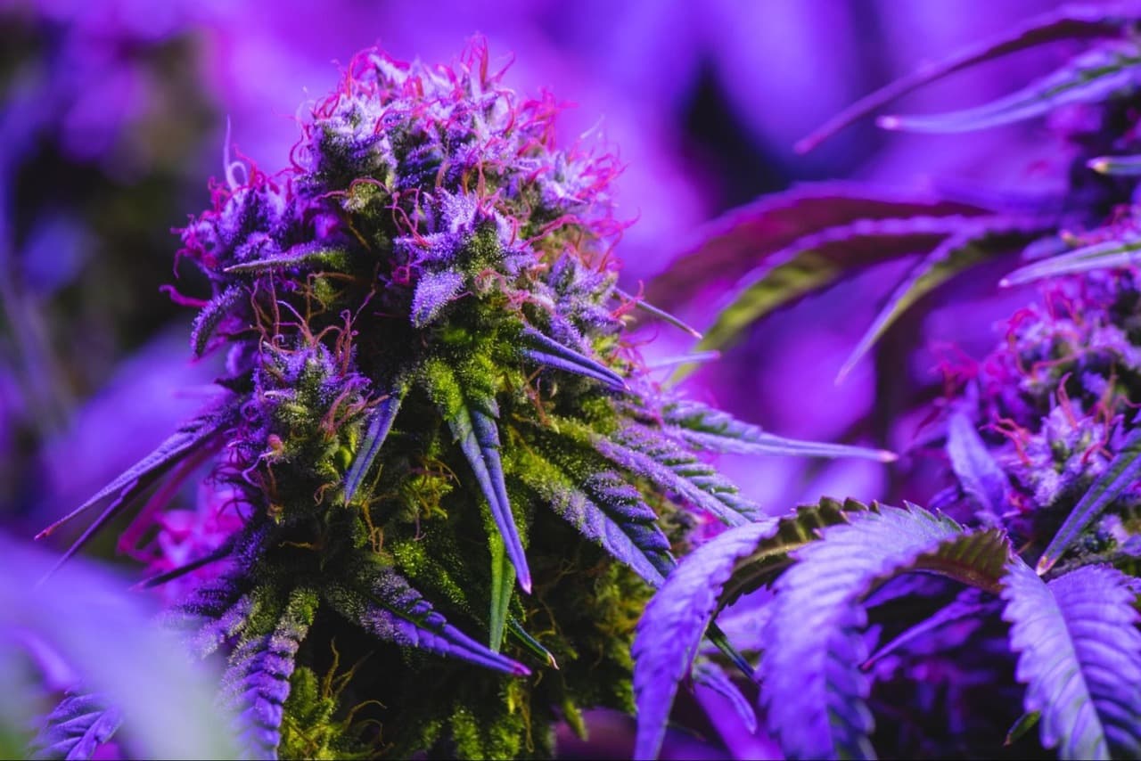 Best purple weed strains