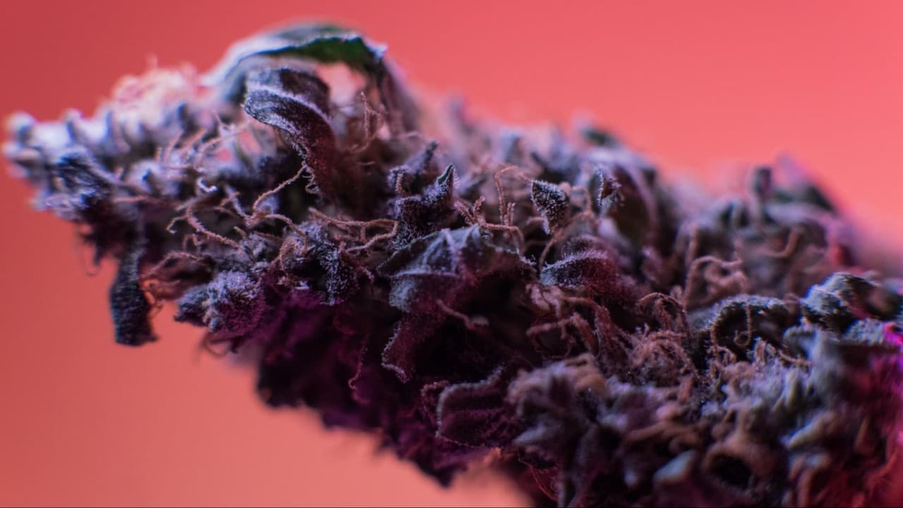 most popular purple strains for 2022