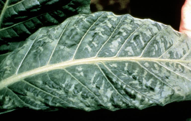 tobacco mosaic virus