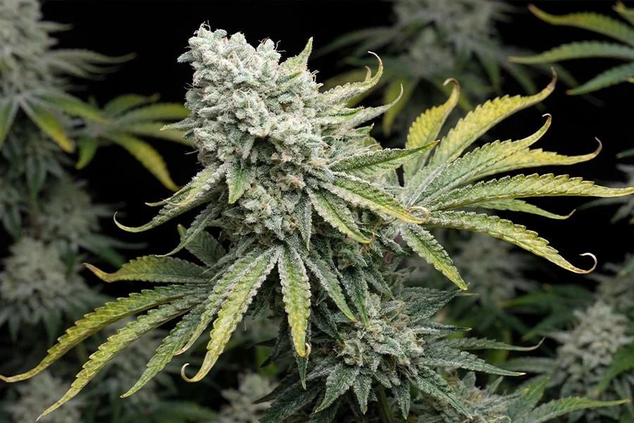 A photoperiod cannabis plant reaching upward towards light.