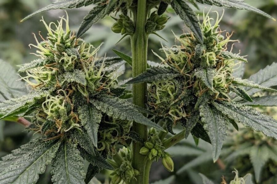 Hermaphrodite cannabis plant showing both pollen sacs and white pistils developing at the same node.