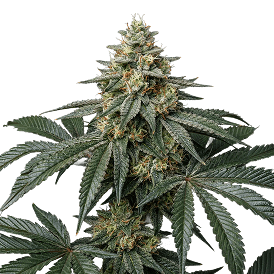 White Widow