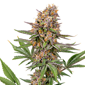 Zkittlez