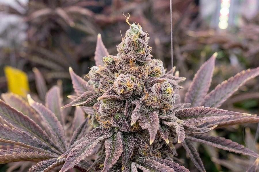 Mature female cannabis plant with dense flowering sites.