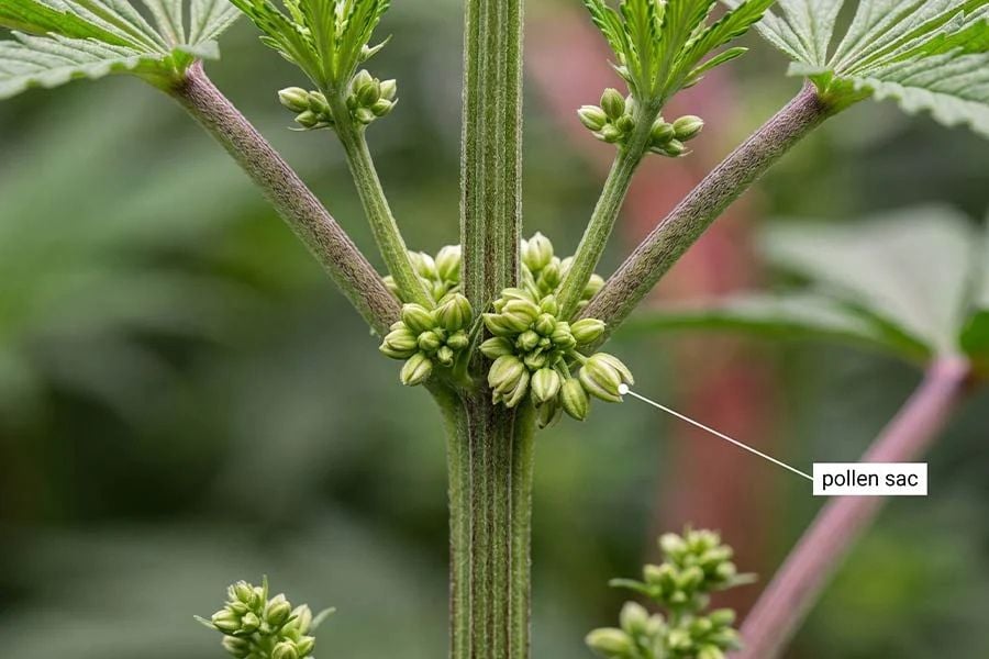 Close-up of male cannabis pollen sac clusters at the node, showing round grape-like balls grouped together with no white hairs.