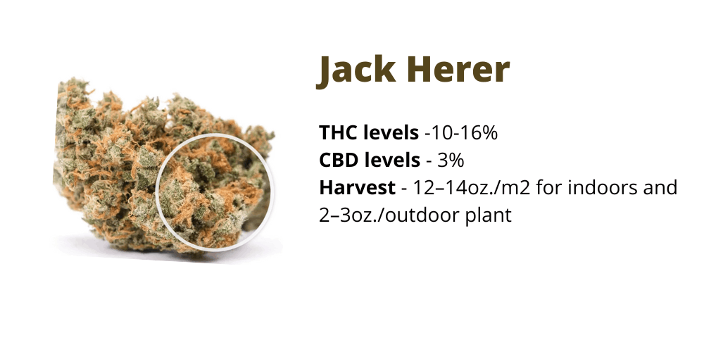 Jack Herer strain for creativity