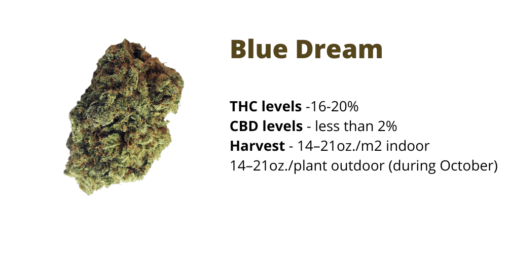 Blue dream strain for creativity