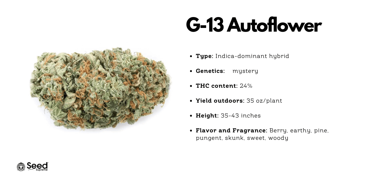 G-13 autoflower strain for outdoor growing