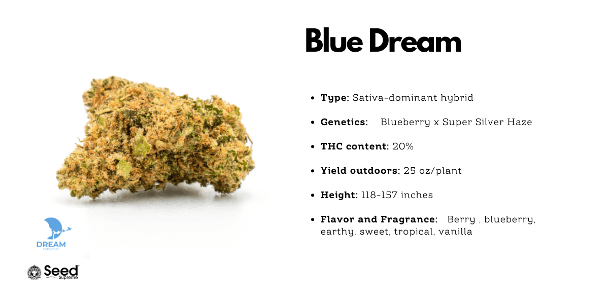 Blue Dream hybrid strain for outdoor growing