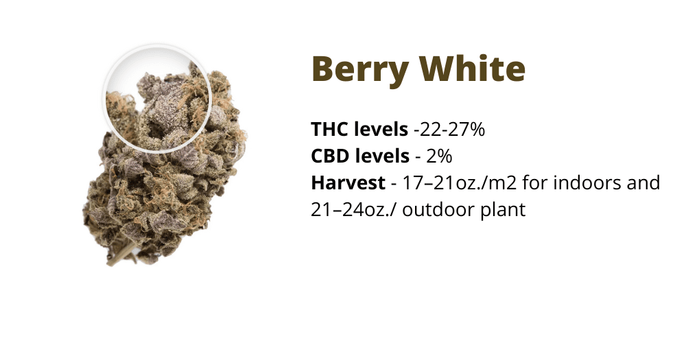 Berry White strain for creativity