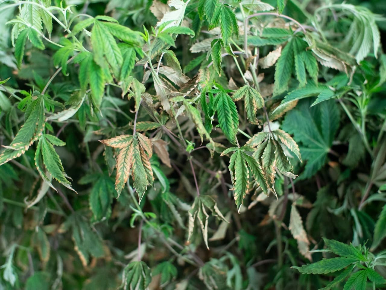 cannabis leaves curling down