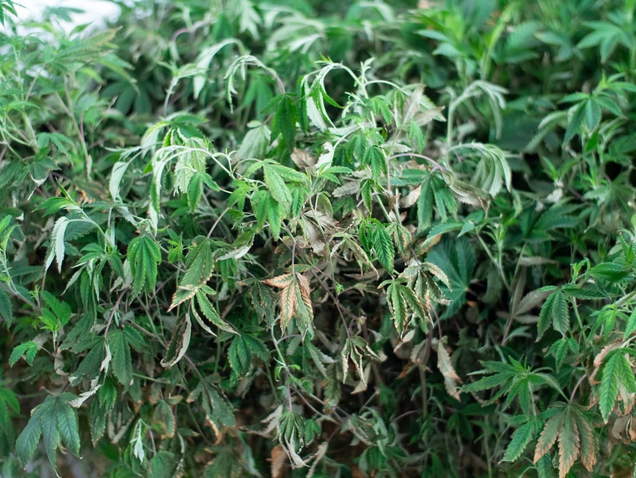 cannabis leaves curling down