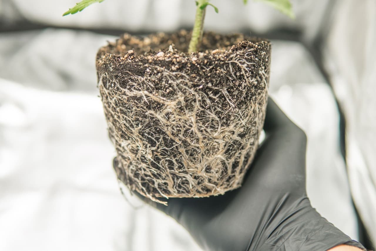 an example of mycorhizza in marijuana roots