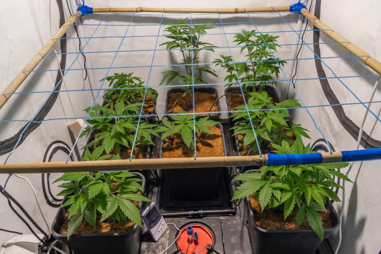 lst to improve yields