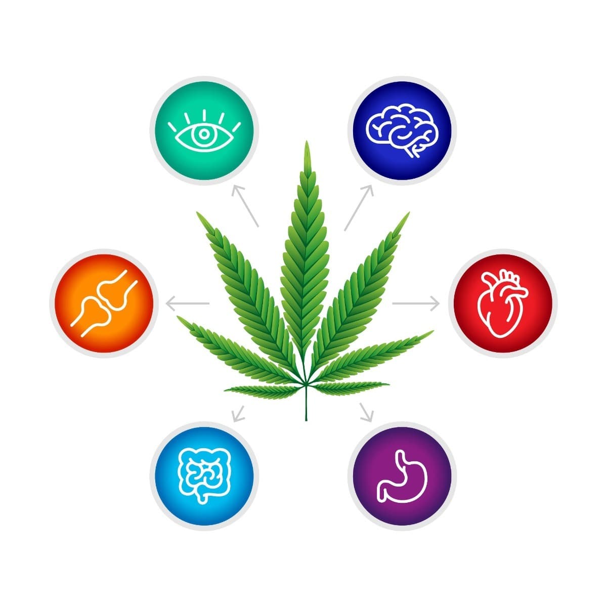 How thc affects the body