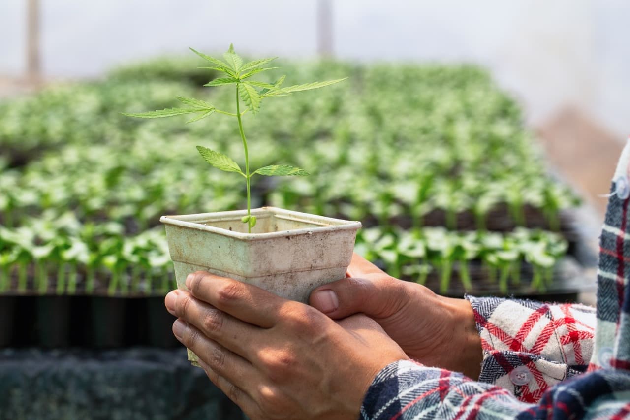 Start your seeds in pots