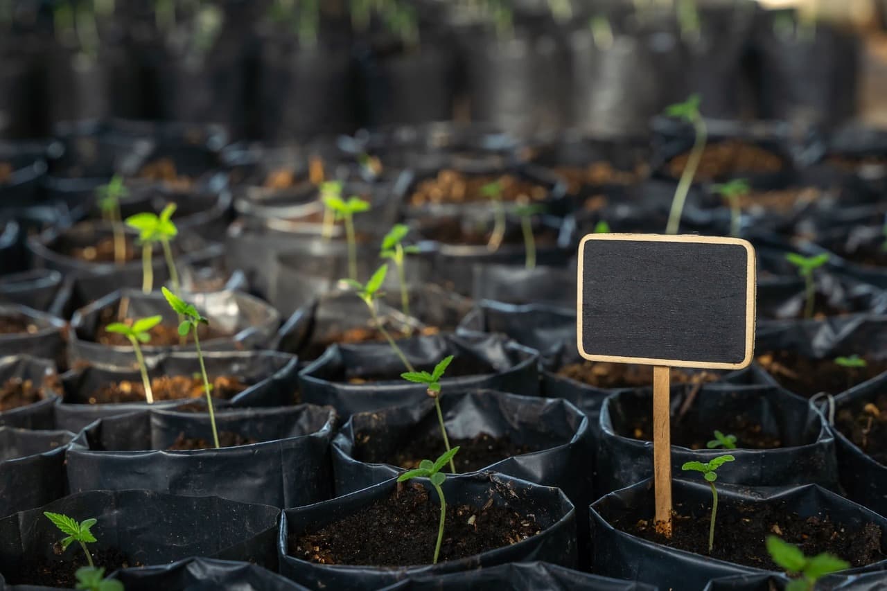 feminized seeds