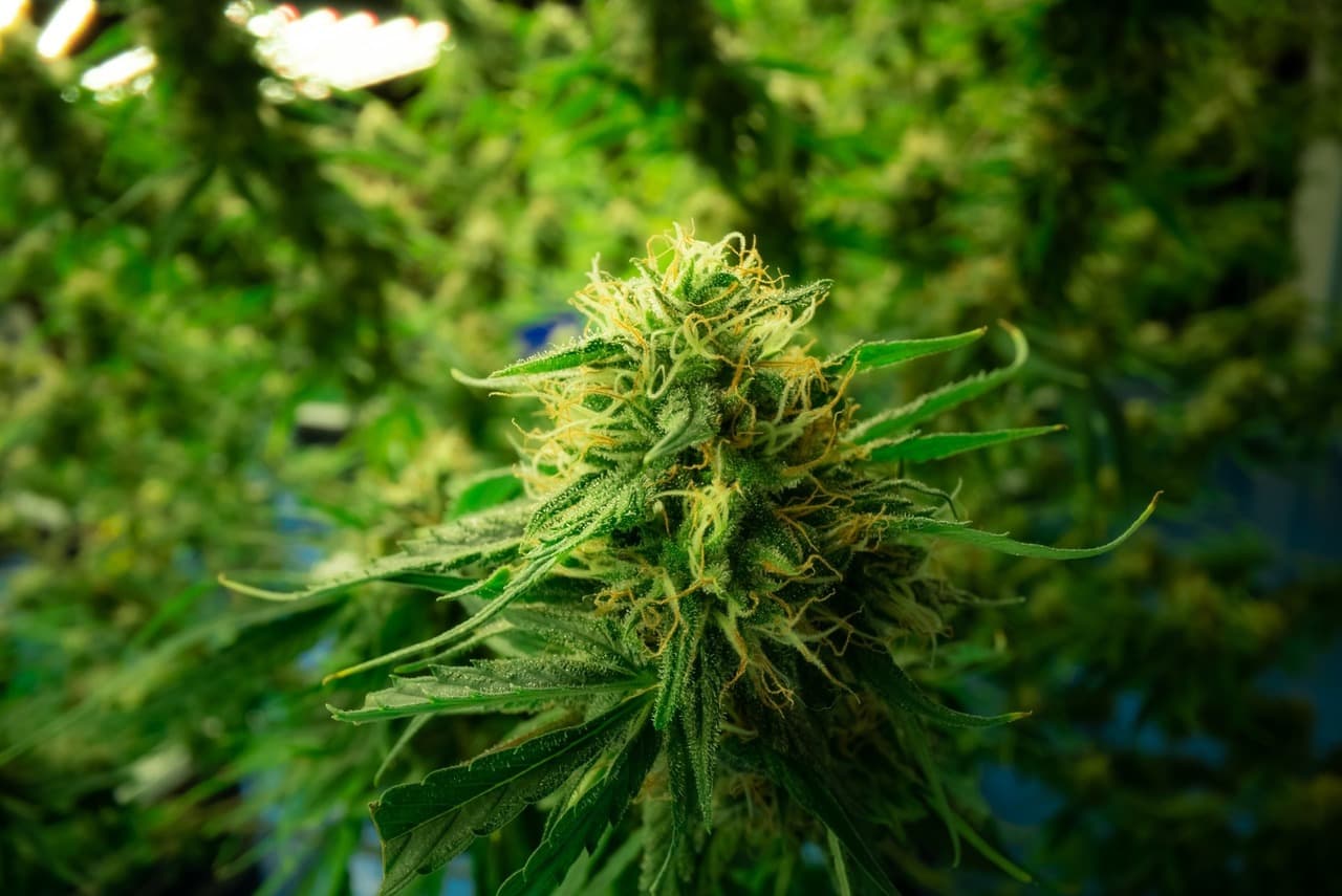 Girl Scout Cookies Strain