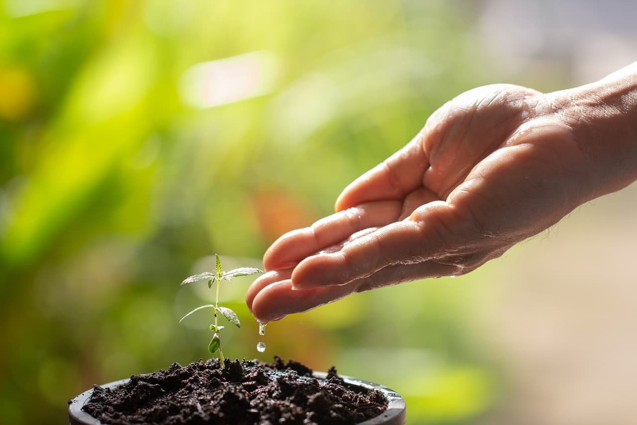 Water your plants