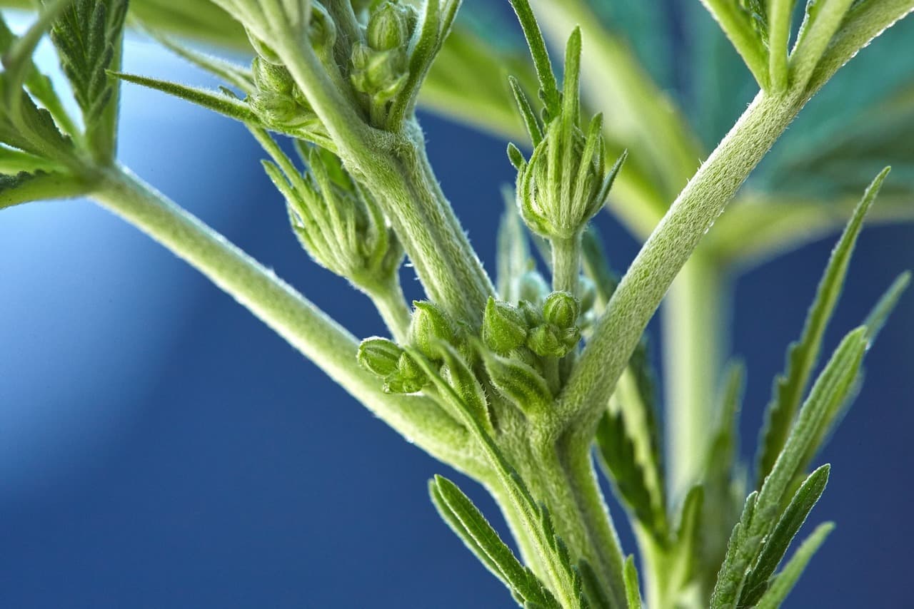 hermaphrodite cannabis plants