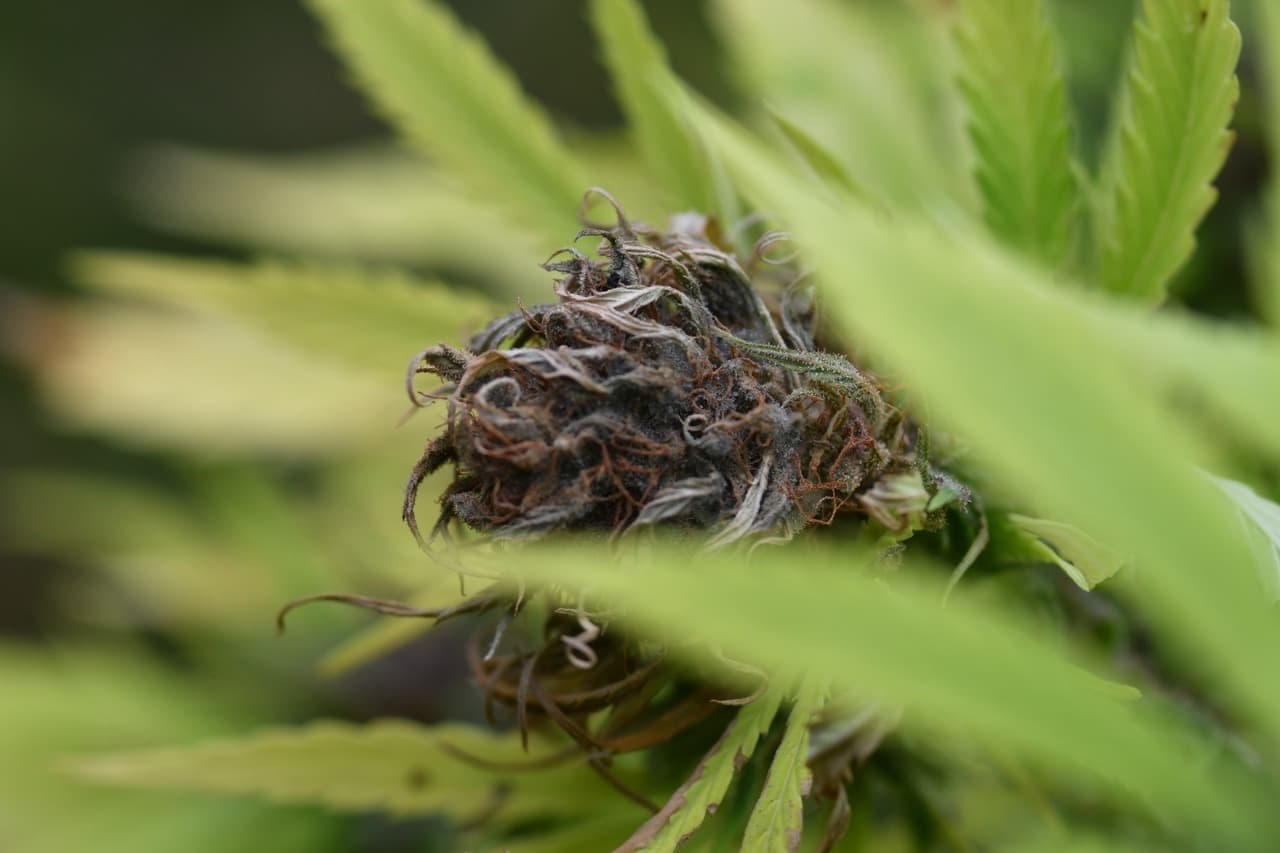 bud rot on weed