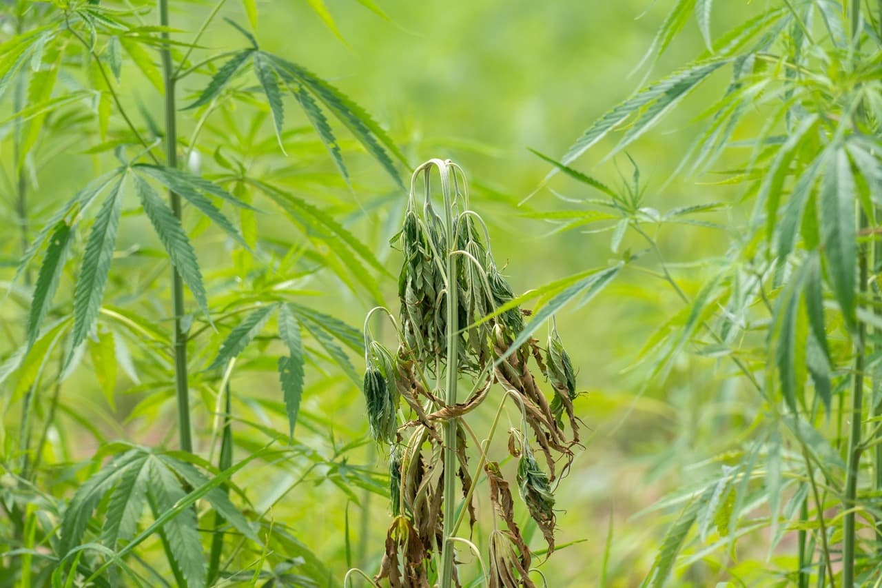 cannabis leaves curling