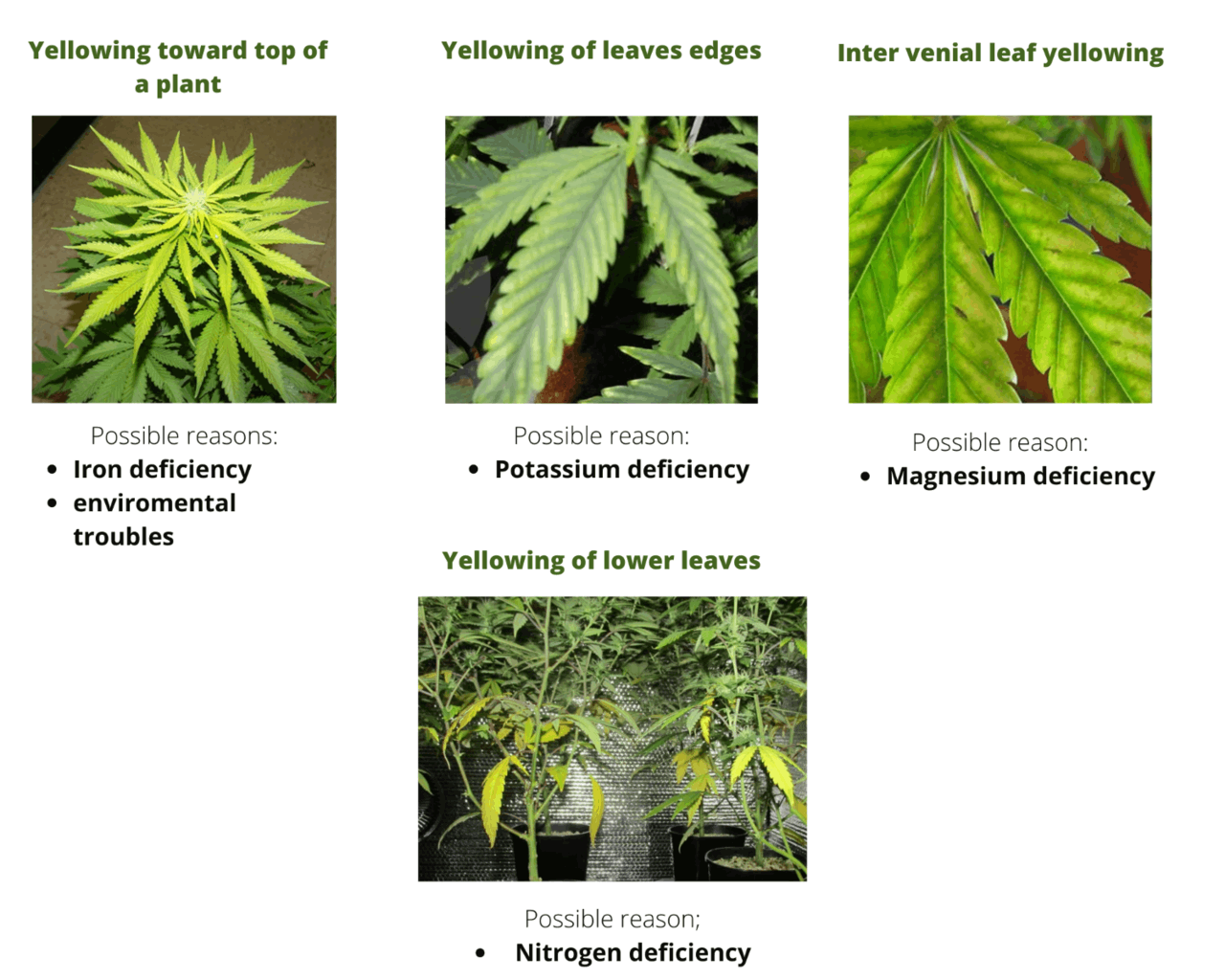 Why Are Cannabis Leaves Turning Yellow and How to Fix It