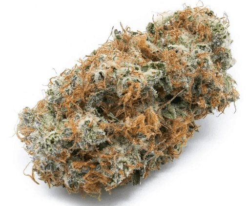 Harlequin feminized