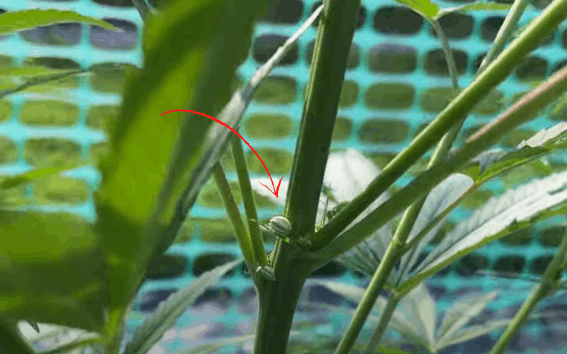 pollen sacs on male marijuana