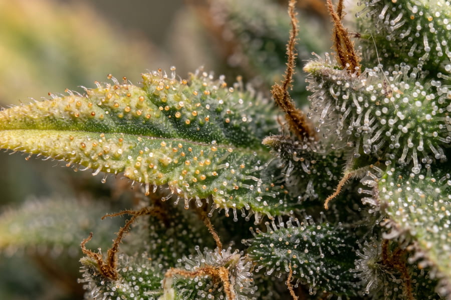 Amber trichomes on a cannabis sugar leaf next to mostly cloudy trichomes on the bud calyx.