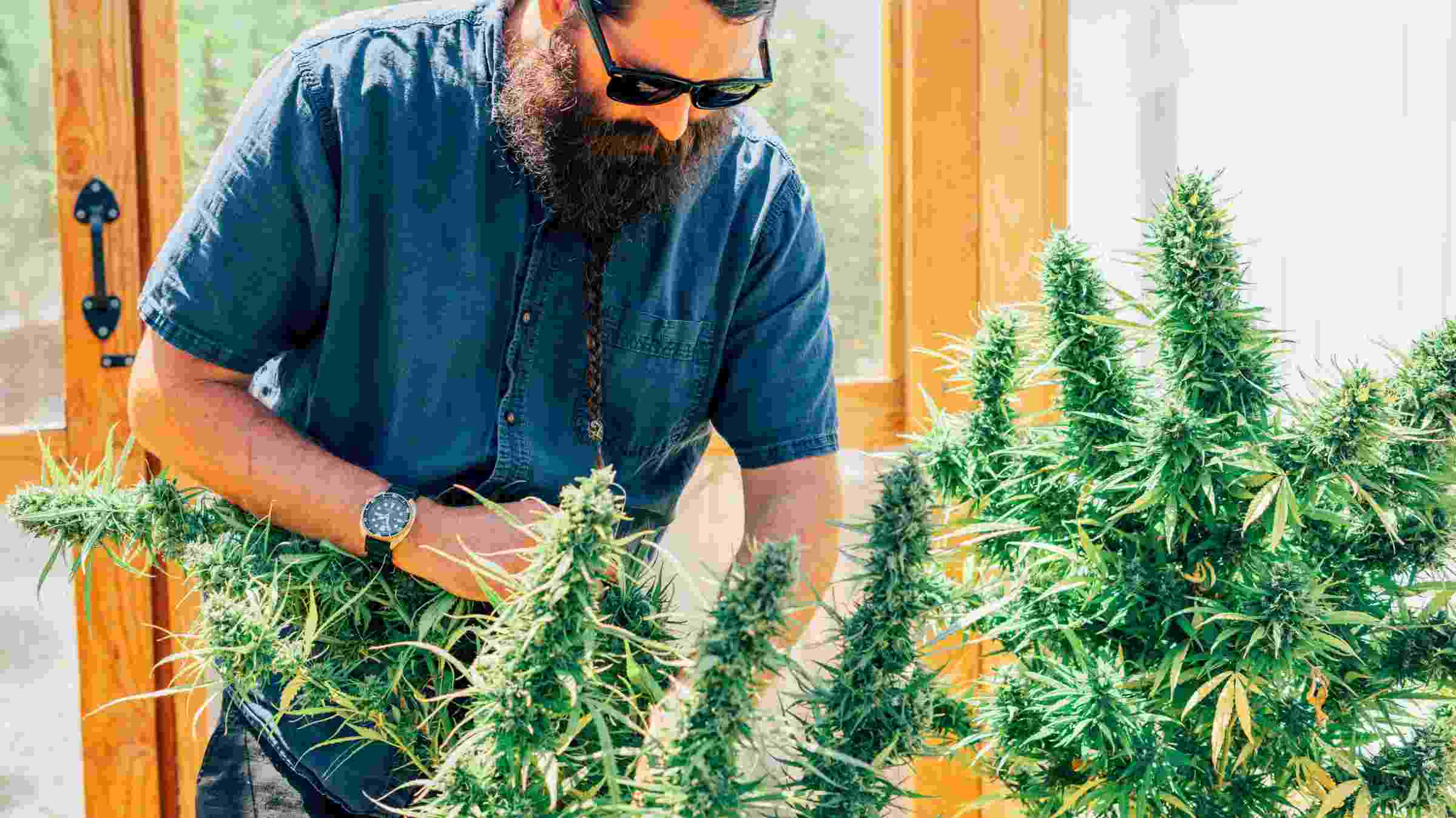When to Harvest Cannabis: A Complete Grower’s Guide to Perfect Timing