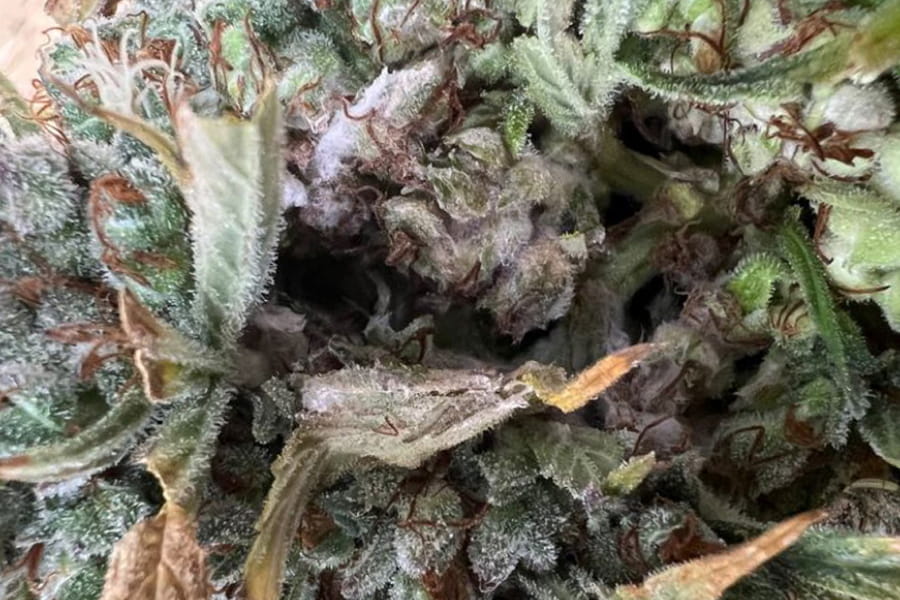 Cannabis cola pulled open to show grey bud rot inside near the stem.