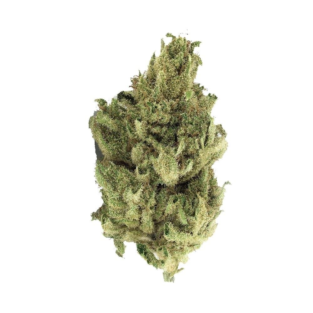 Cannatonic feminized