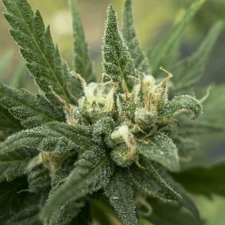 710 Genetics cannabis