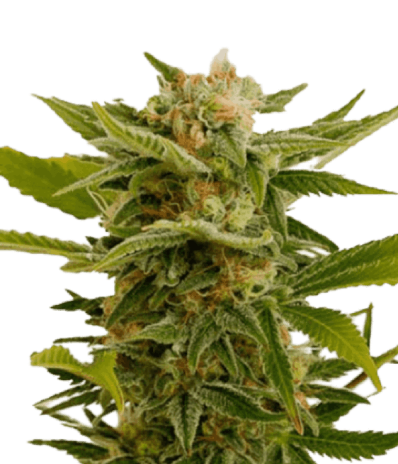 Apothecary Genetics marijuana