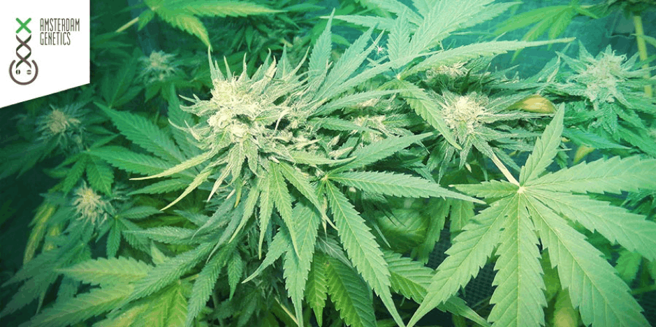 Amsterdam Genetics cannabis