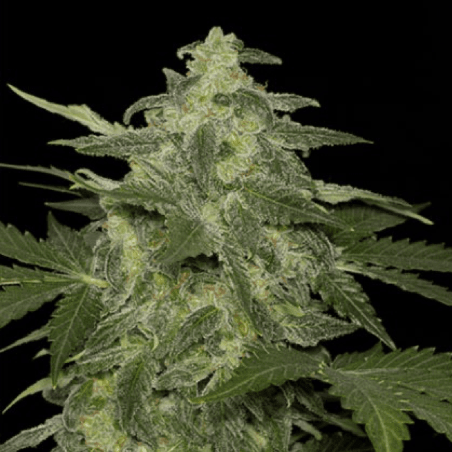 Black Skull Seeds cannabis