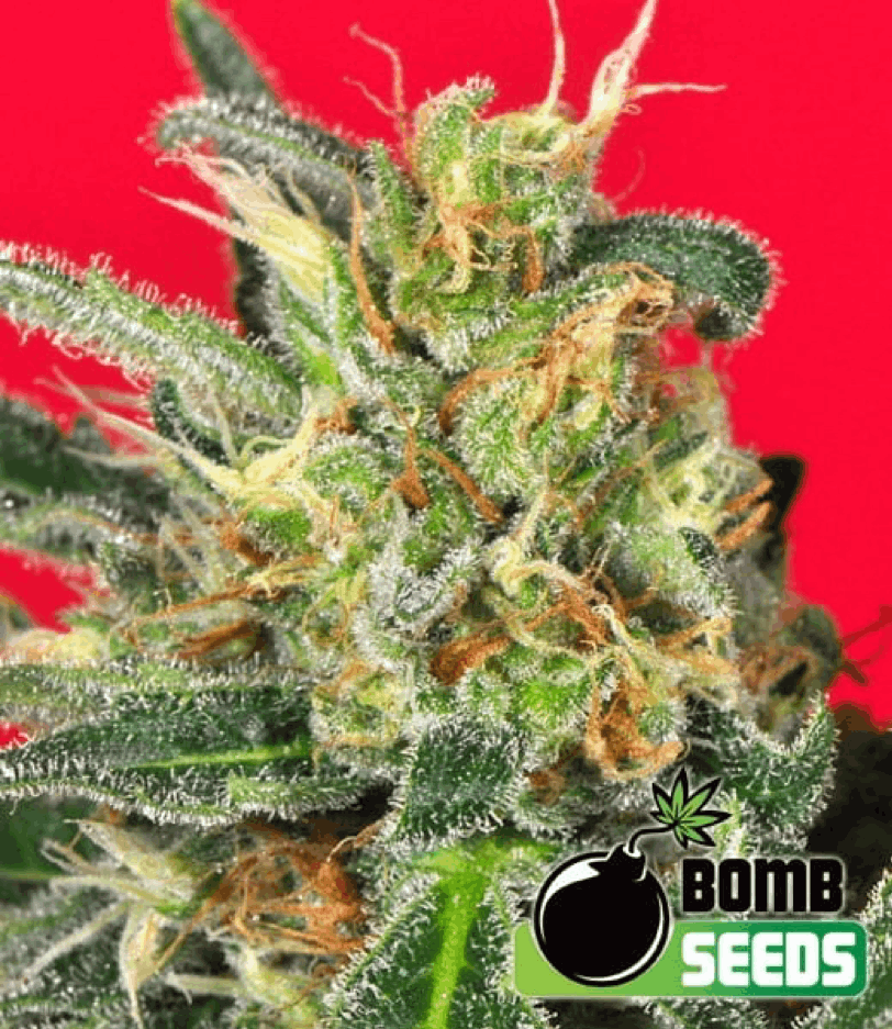 Bomb Seeds Buzz Bomb, 20% THC, Sweet Flavour, Clear Mental High