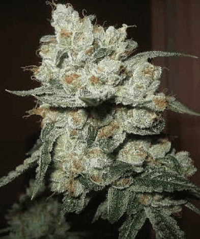Burning Bush Seeds cannabis plant
