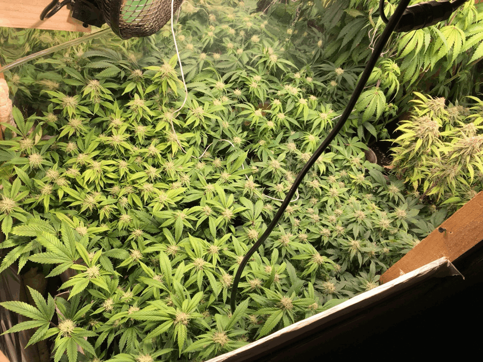 DarkHorse Genetics cannabis crop